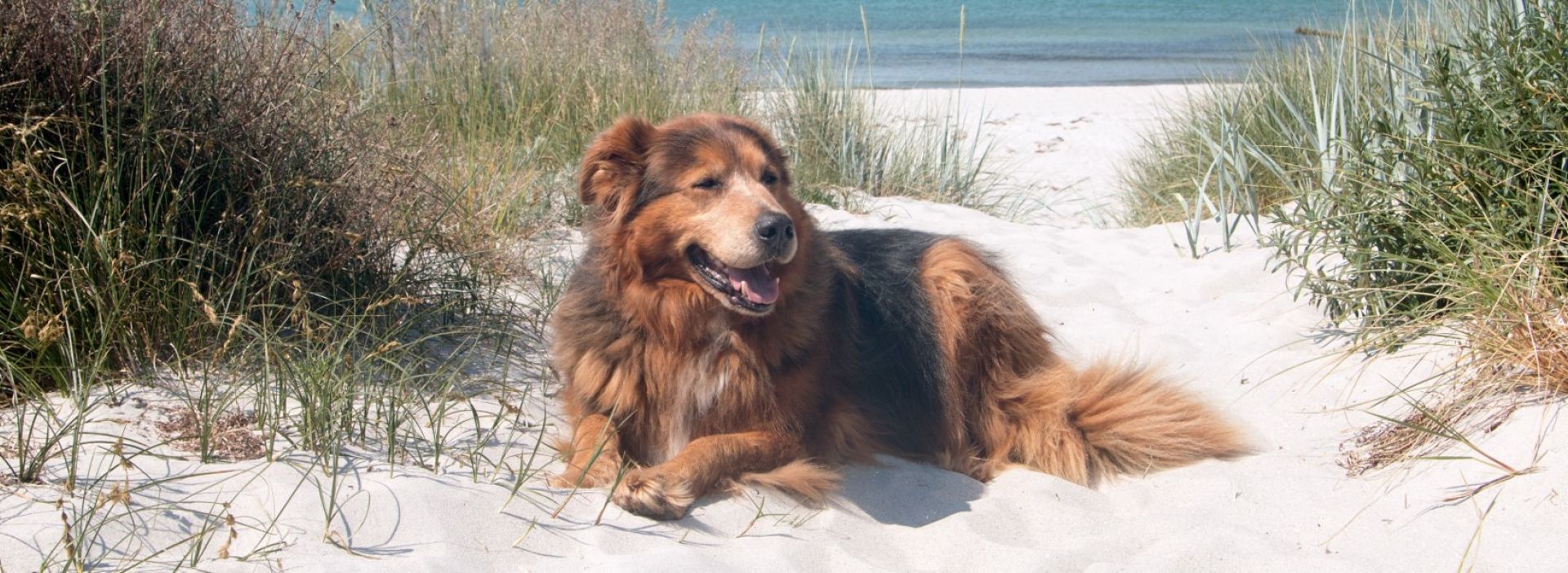 Hund liegt am Strand im Sand