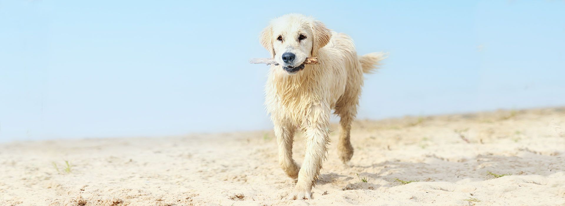Hund Golden Retriever läuft am Strand