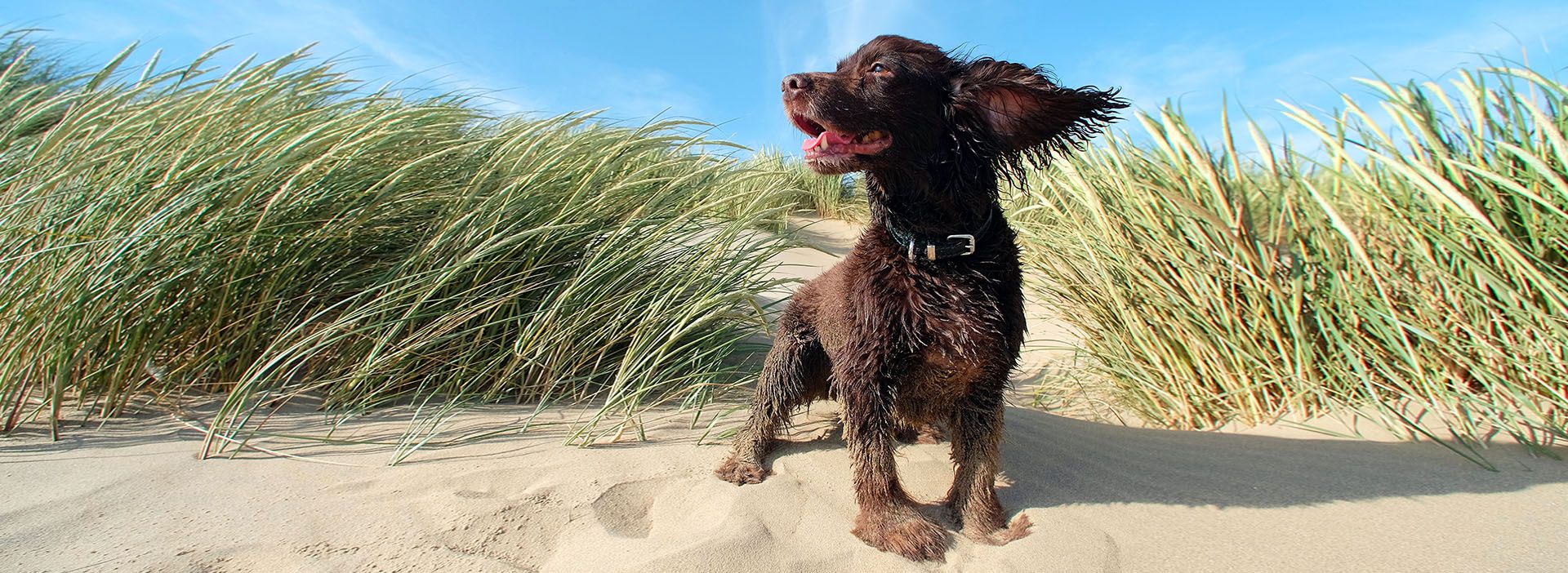 Hund Welpe am Strand im Wind Sommer