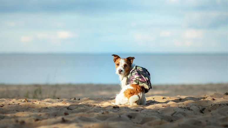 Hund mit Rucksack am Strand