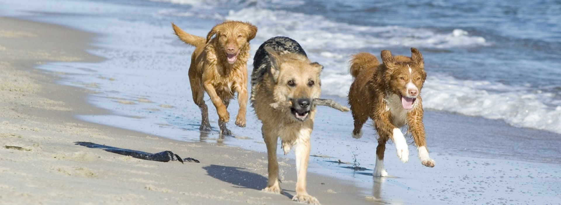 Hunde laufen am Strand im Meer
