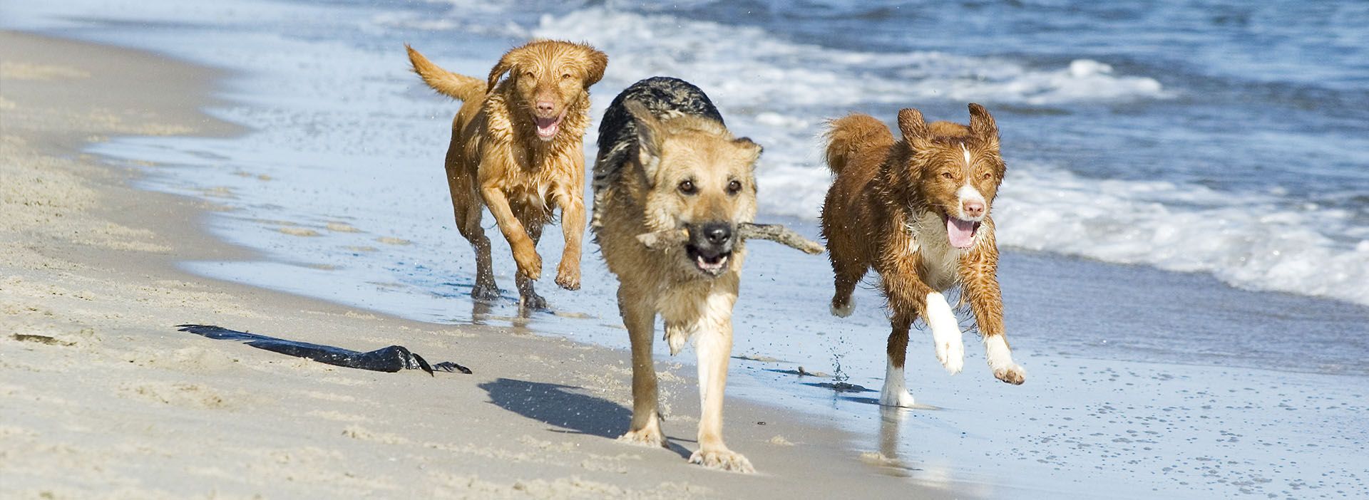 Hunde laufen am Strand im Meer