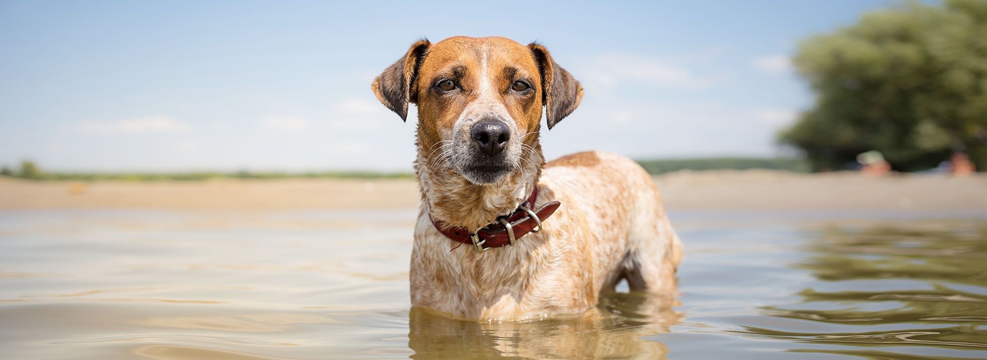 Hund steht im See