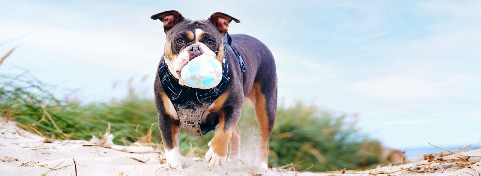 Hund mit Ball in den Dünen