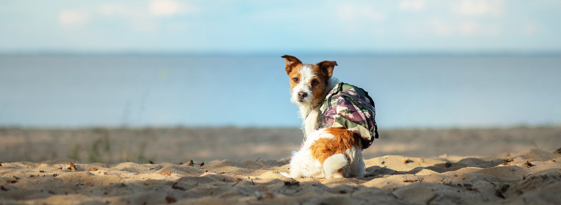 Hund mit Rucksack am Strand