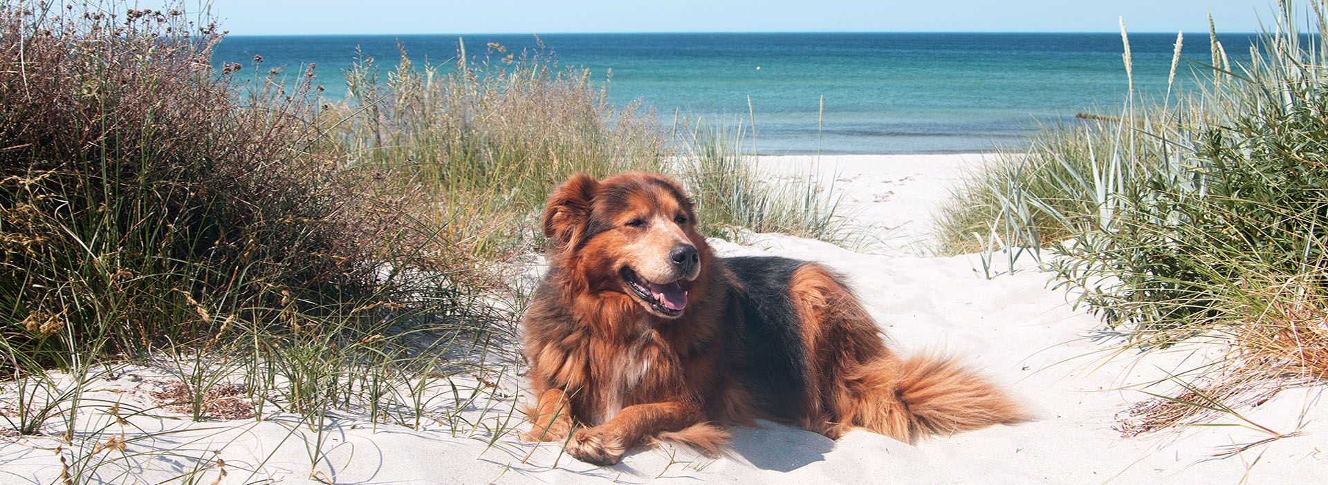 Hund liegt am Strand im Sand
