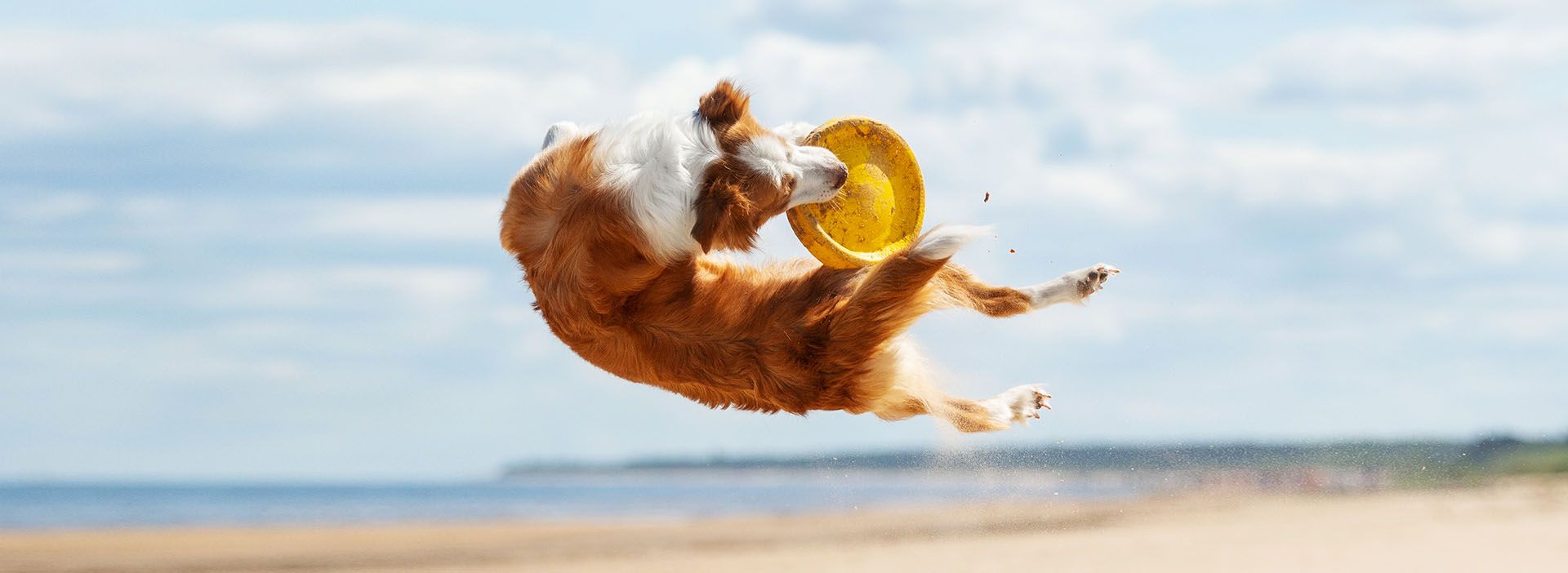 Hund fängt Frisbee am Strand