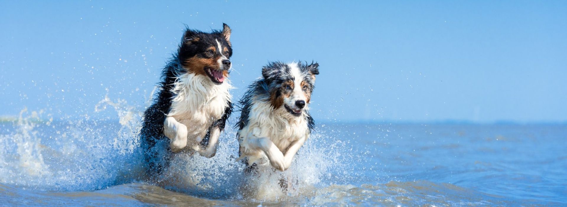 Hunde springen durchs Wasser