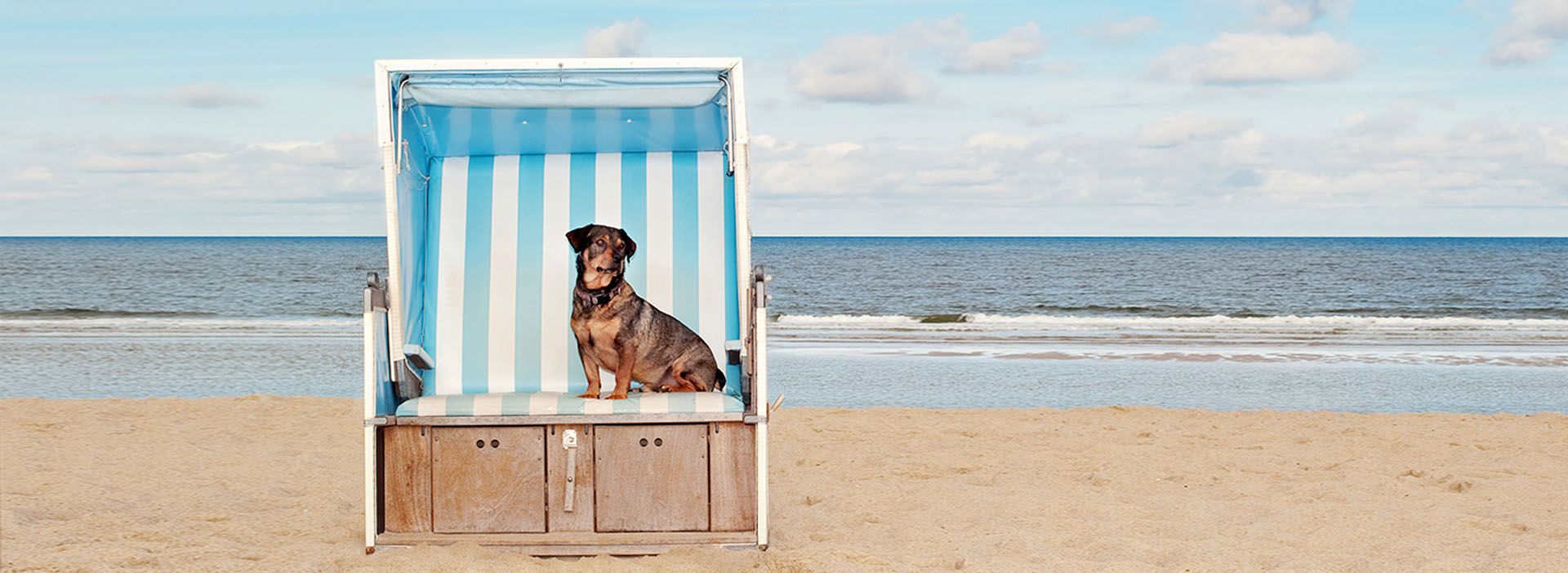 Hund im Strandkorb an der Ostsee