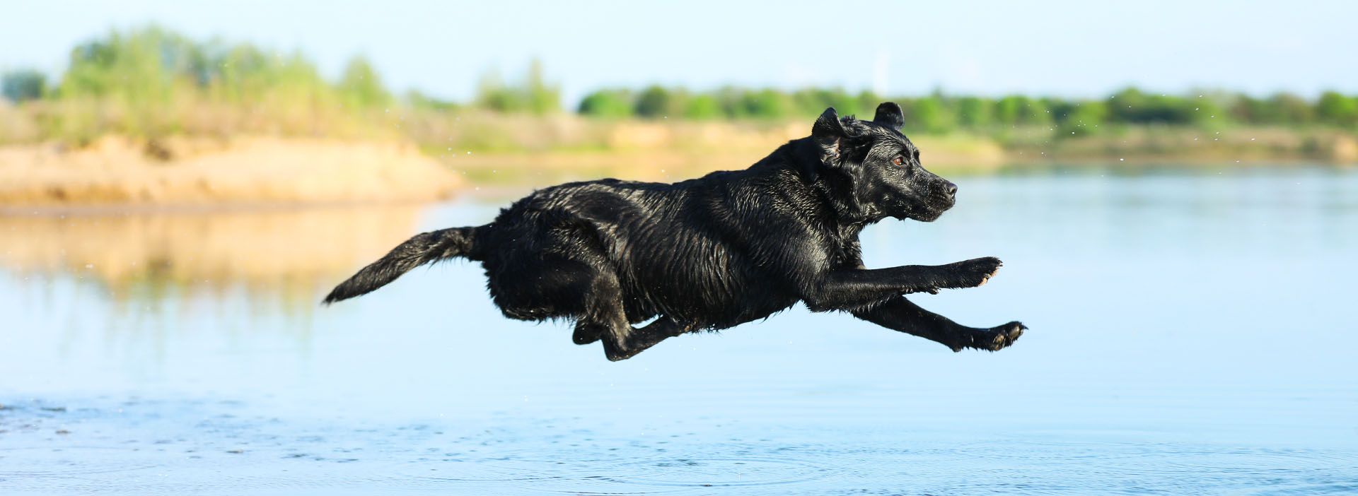 Hund springt in den See