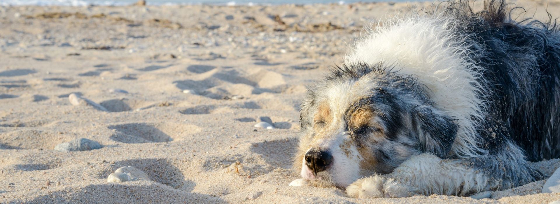 Hund schläft und entspannt am Strand