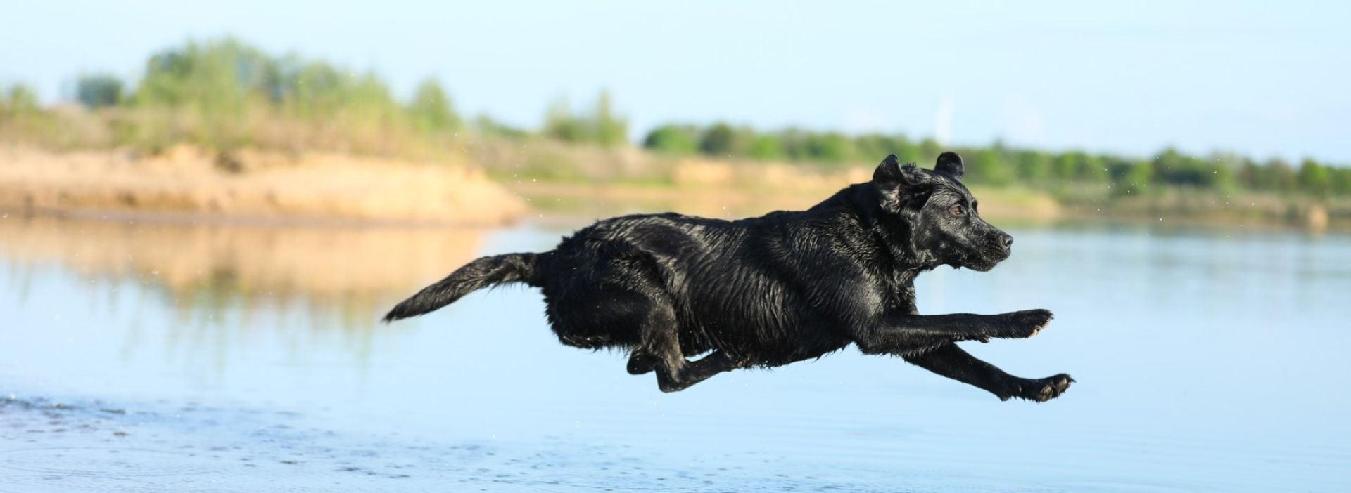 Hund springt in den See